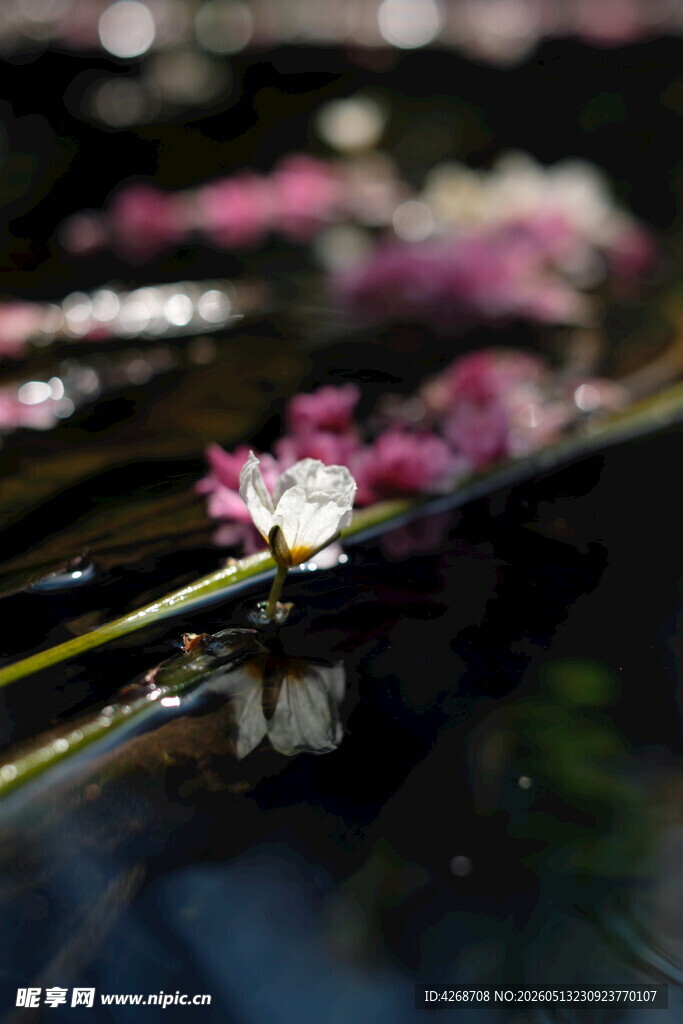 水性杨花绽放的娇艳粉色花朵