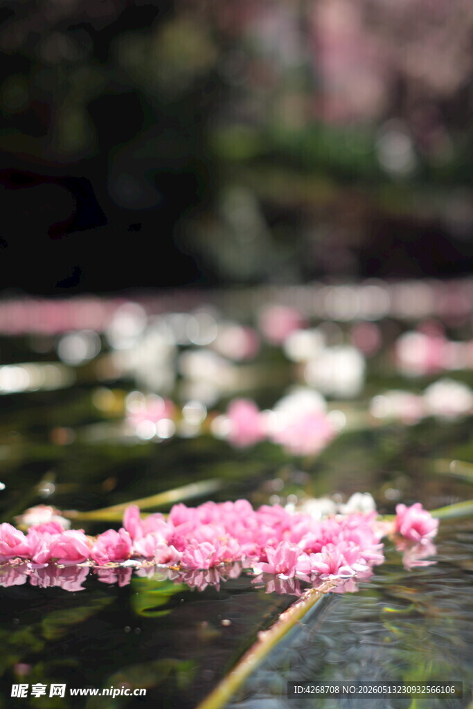 水面漂浮的粉色花瓣美景