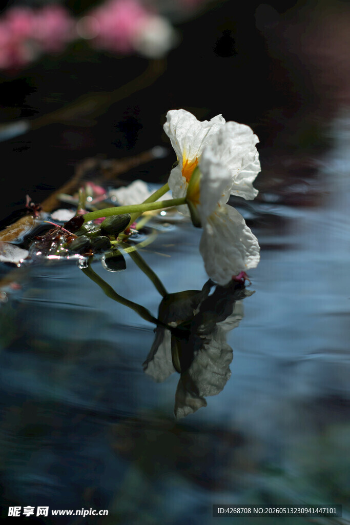 水中海菜花映倒影