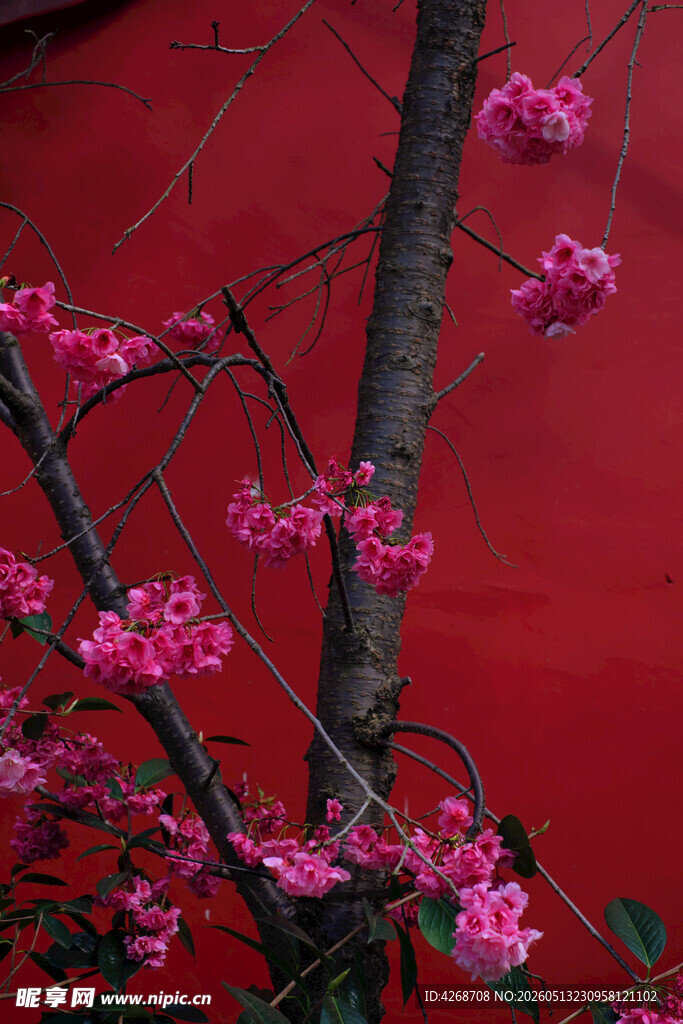 红墙粉花相映成趣