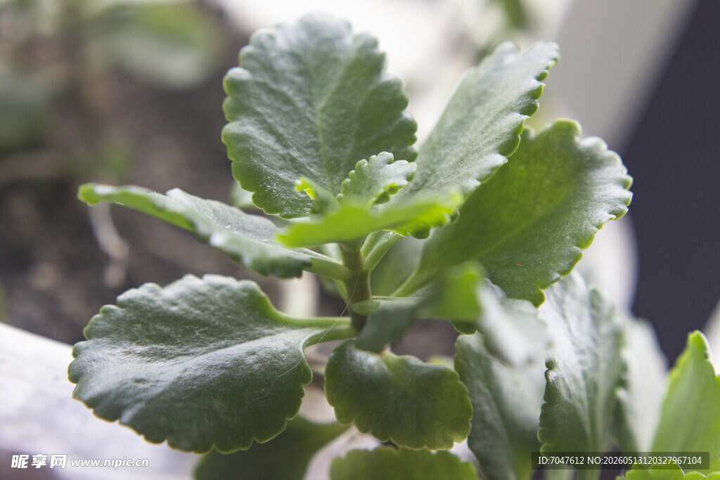 翠绿鲜嫩的多肉植物叶片长寿花