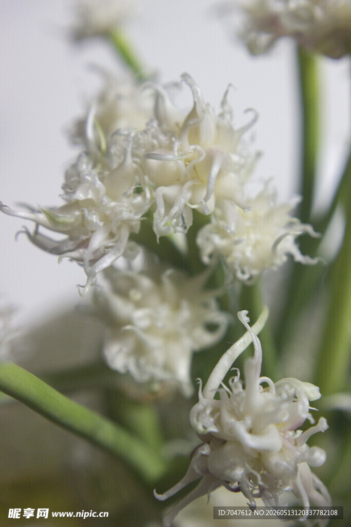 蒜苗花特写