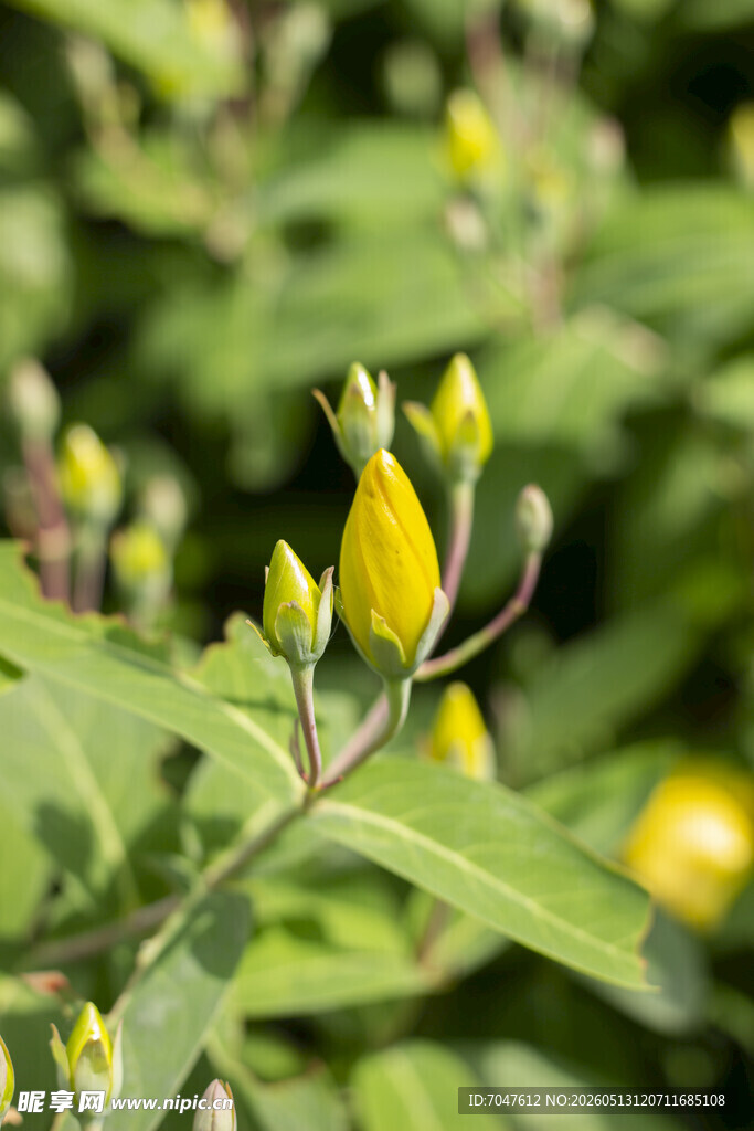 金丝桃黄色花苞植物特写