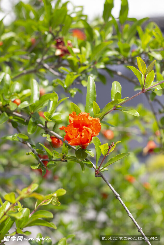 枝头绽放的艳丽石榴花