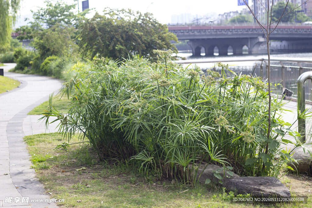 风车草
