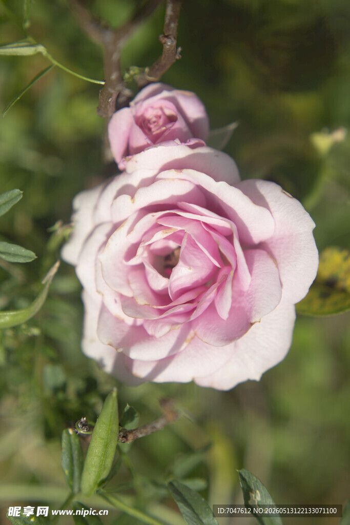 粉色月季花