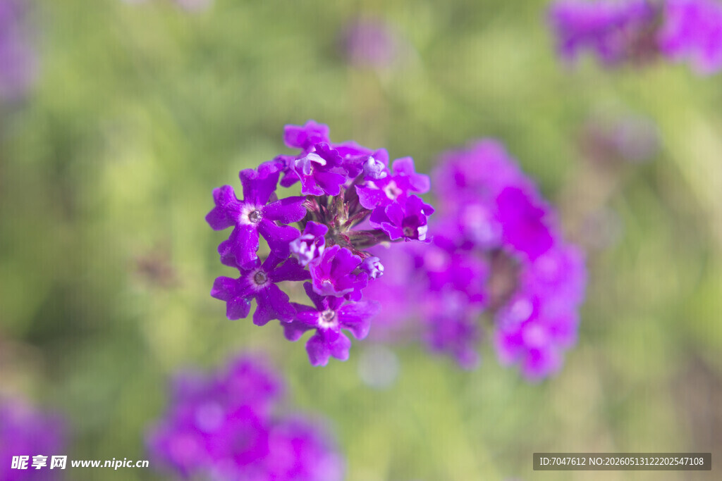 美女樱紫色小花绽放