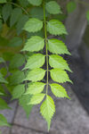 凌霄翠绿羽状叶片植物特写