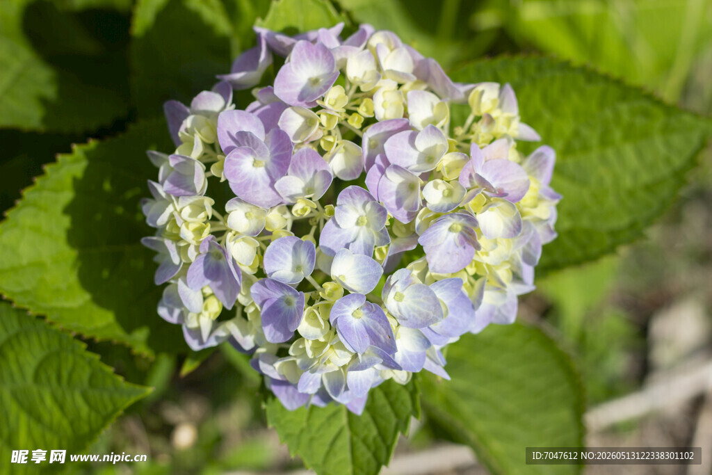 淡紫色绣球花八仙花