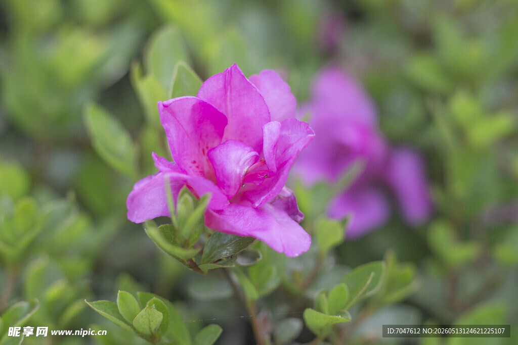 娇艳粉色杜鹃花特写