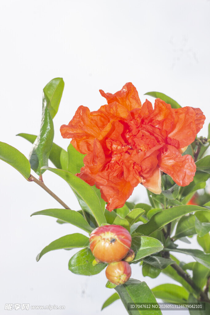 艳丽石榴花绽放枝头