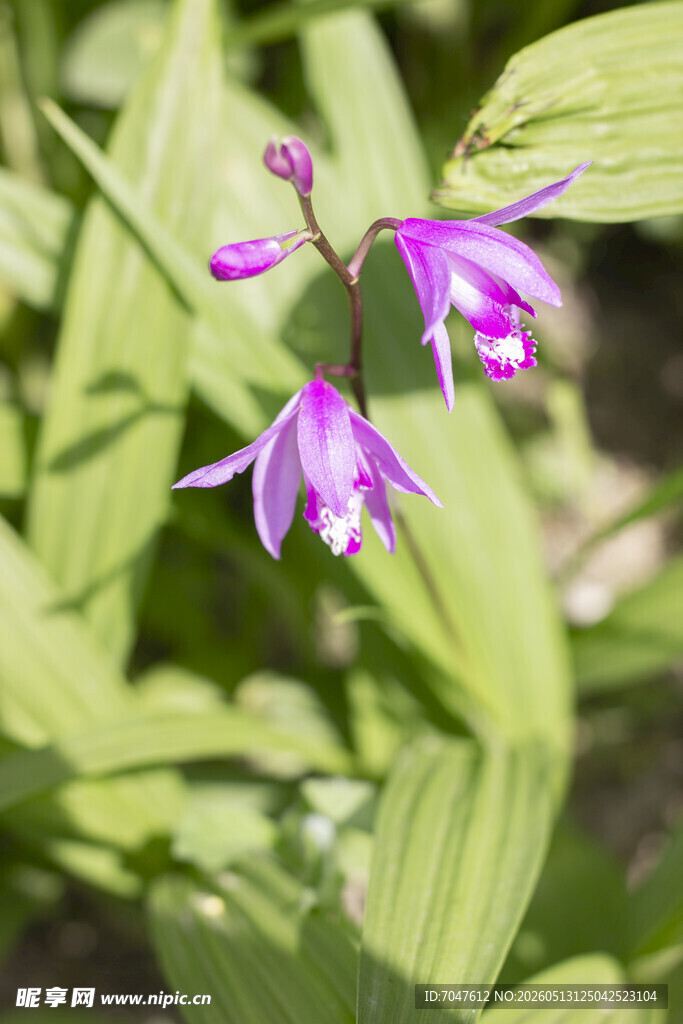 白芨紫色兰花绽放绿叶间
