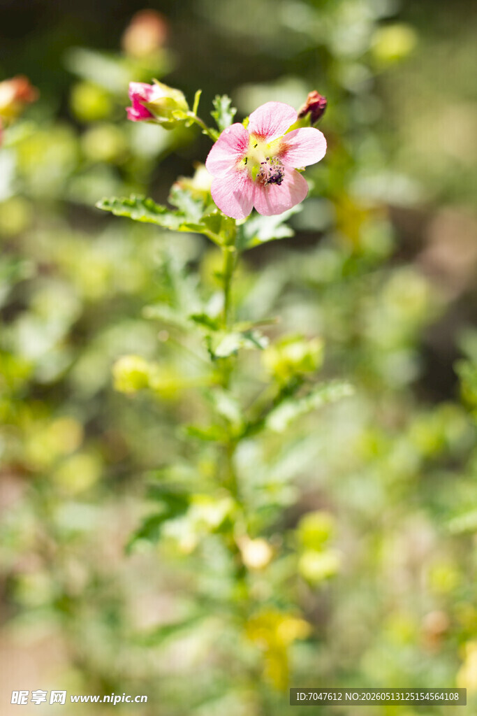 小木槿花