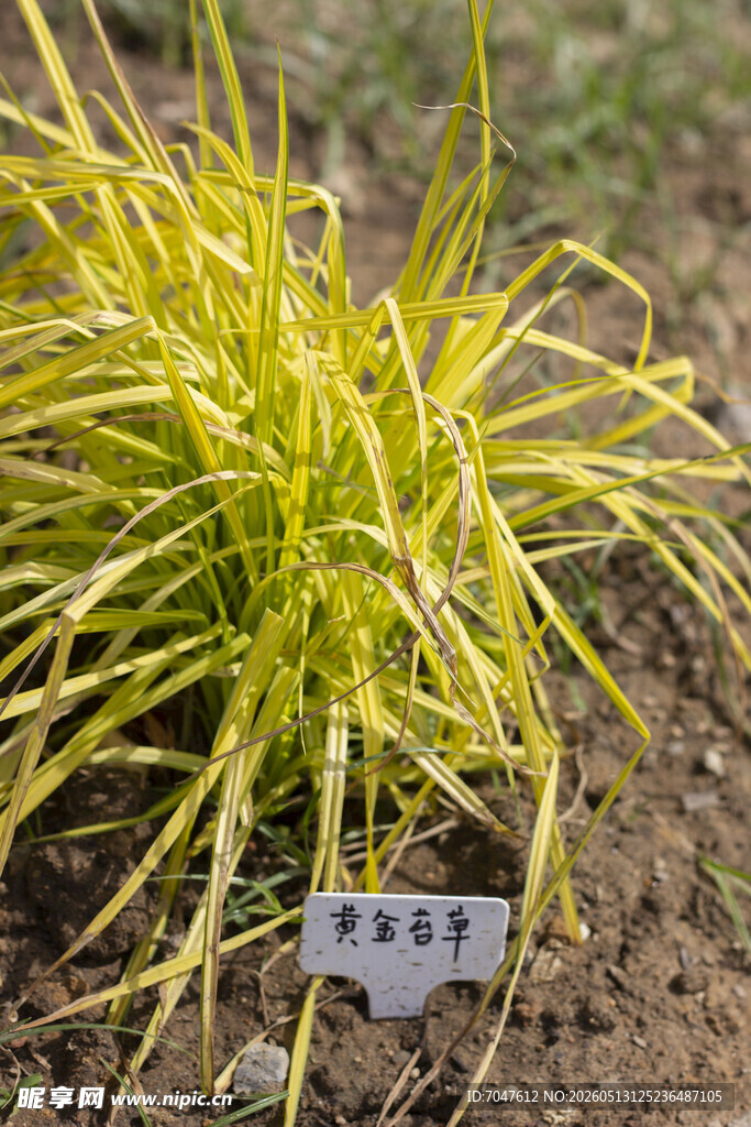 黄金苔草
