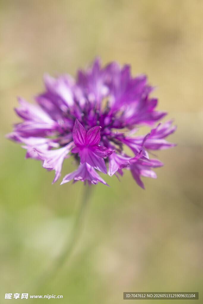 紫色单朵矢车菊特写