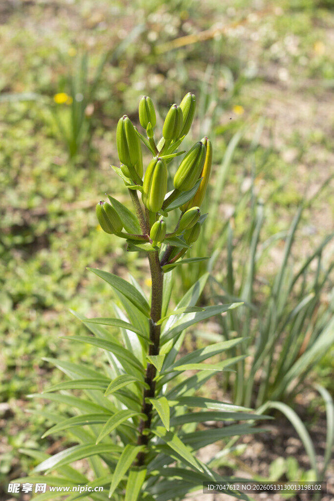 百合花苞特写