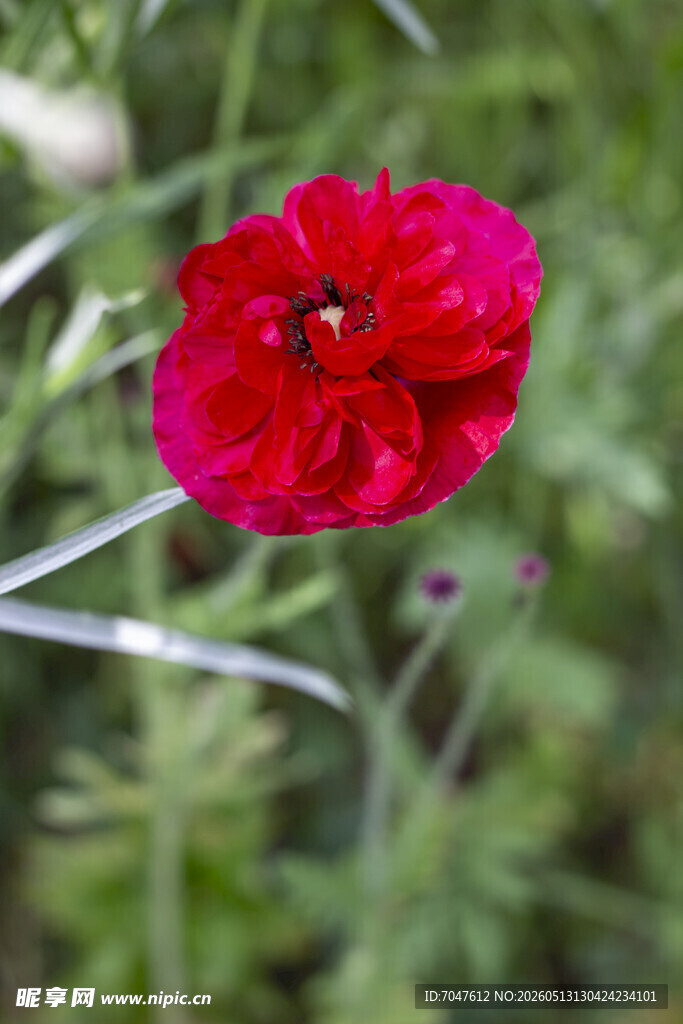 红花虞美人