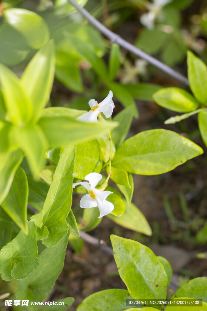 络石花风车茉莉花