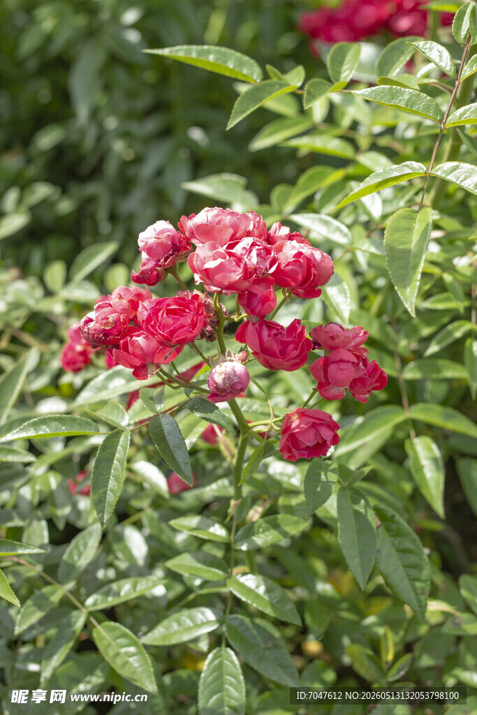 鲜艳红色月季花绽于绿叶间