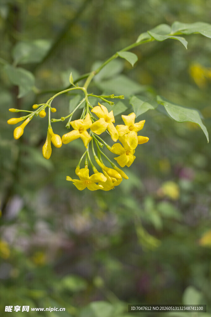 探春花枝头绽放的黄色小花