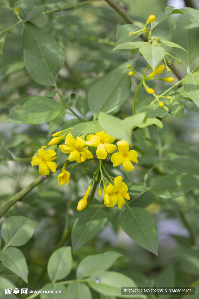探春花枝头绽放的黄色小花