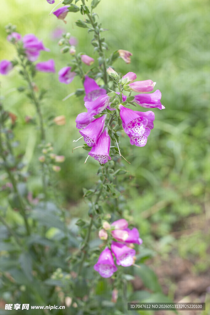 紫色毛地黄花绽放