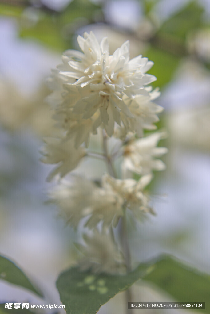 重瓣溲疏白色花朵特写
