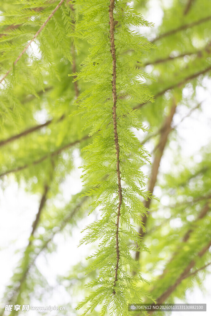 落羽杉枝叶特写