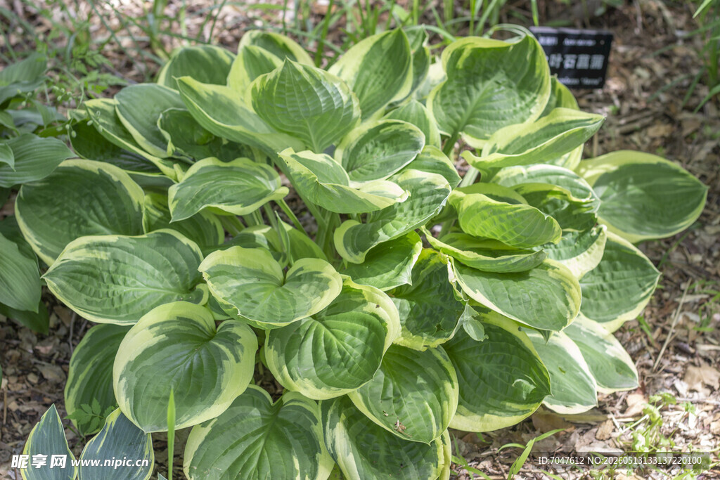 金边玉簪绿植特写