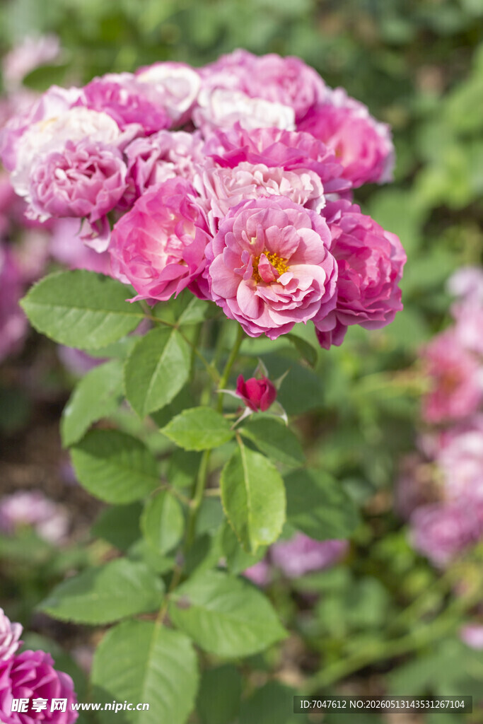 月季花