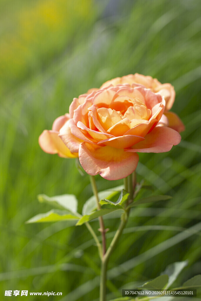 橙色月季花