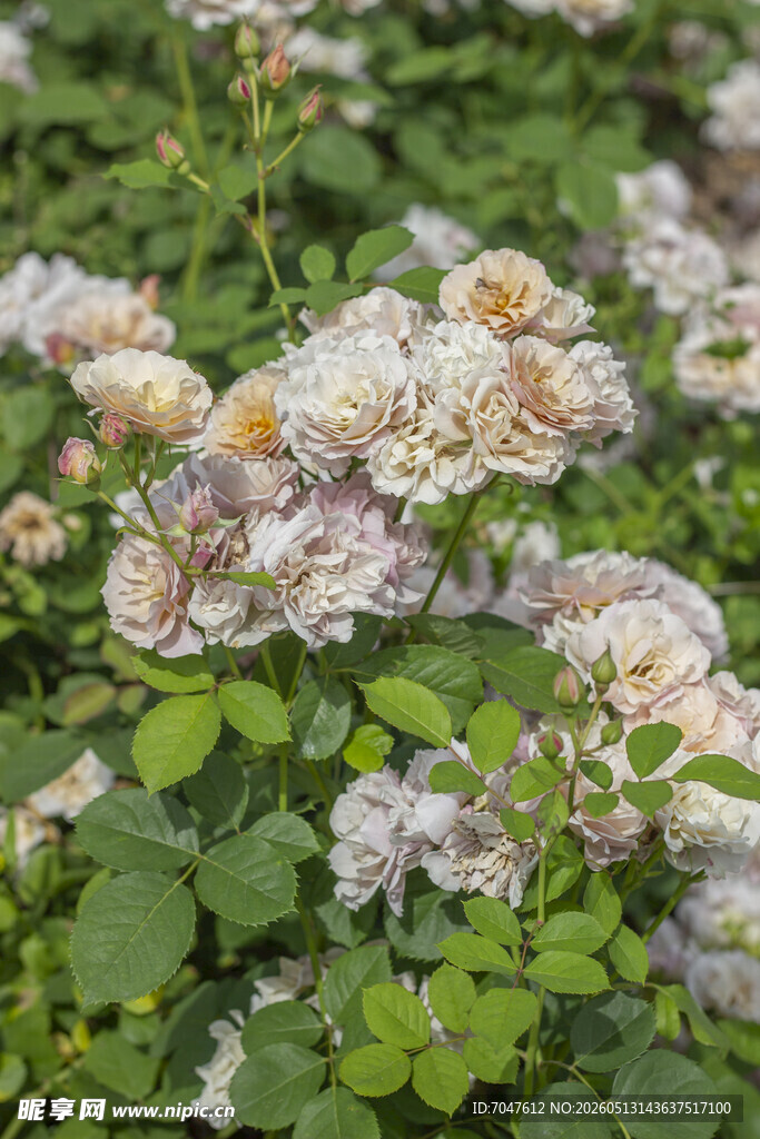 盛开的淡色月季花花丛