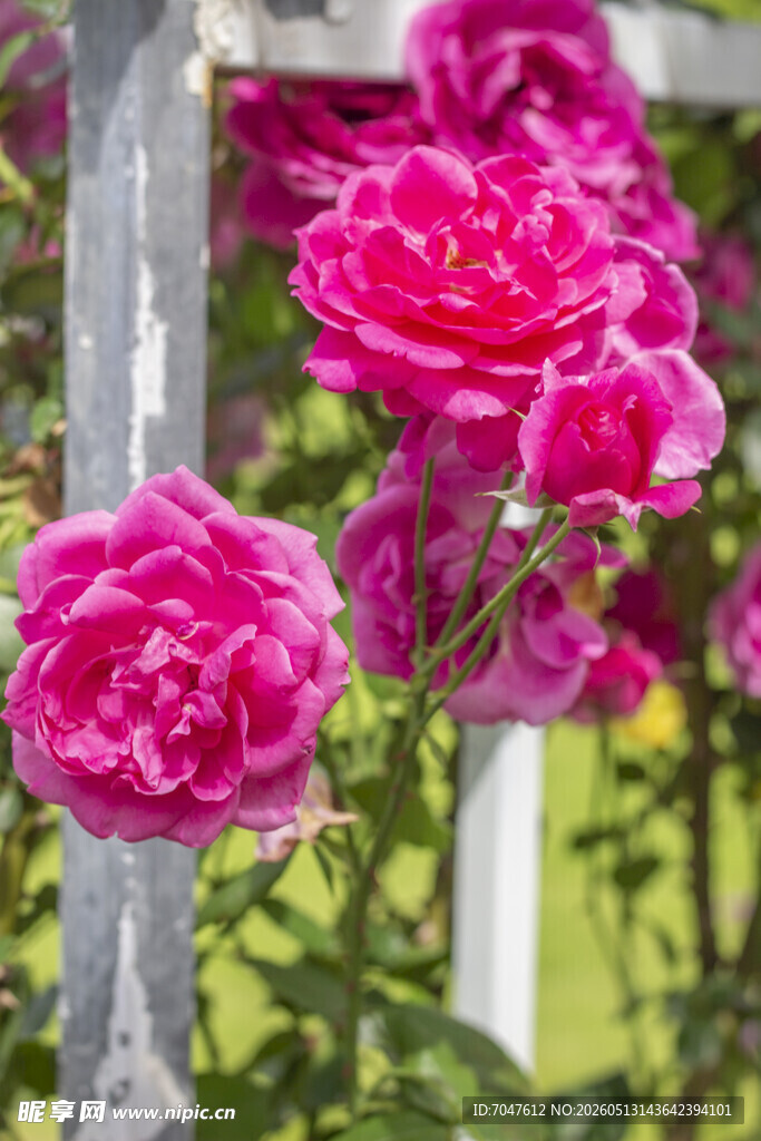 月季花