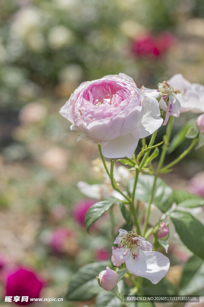 月季花