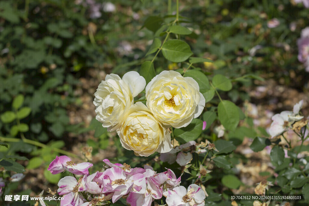 黄白月季花绽放于花丛中