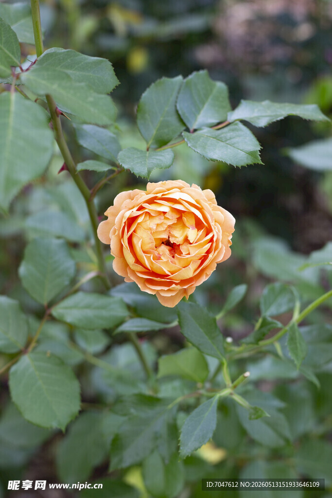橙黄月季花绽放