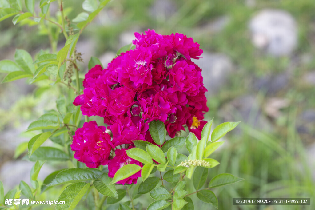艳丽玫红色月季花花朵绽放