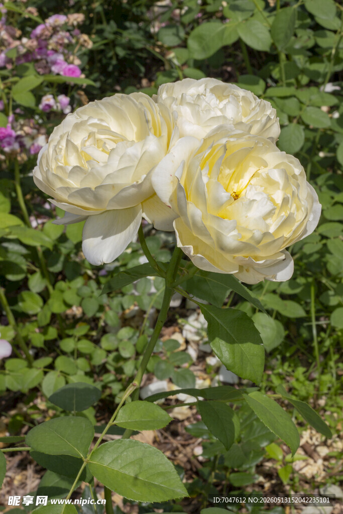 白色月季花