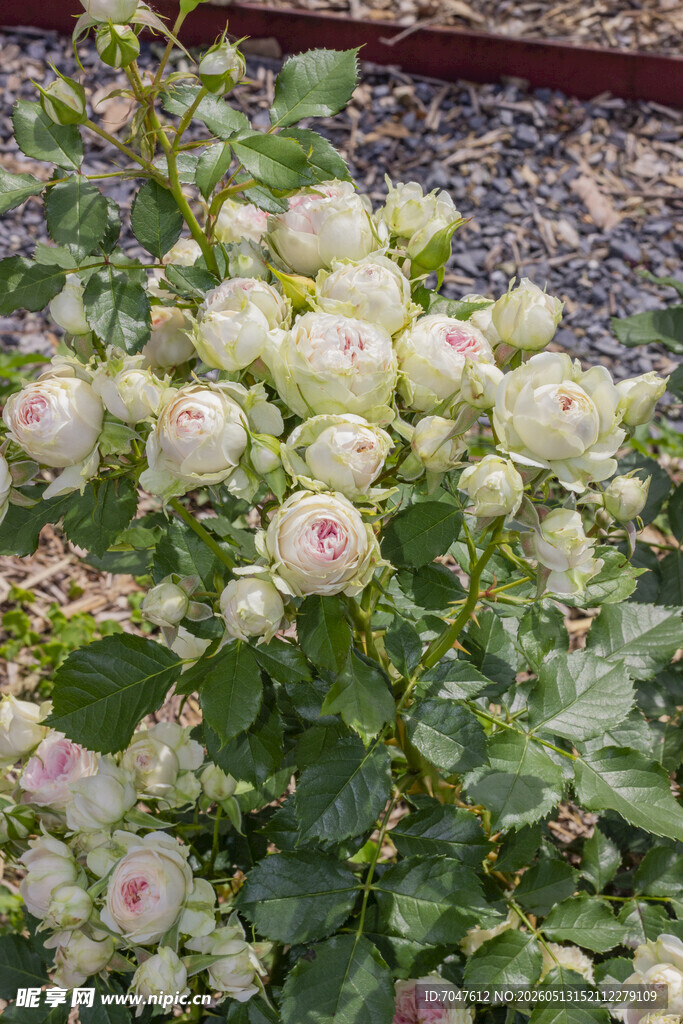 白色月季花绽放