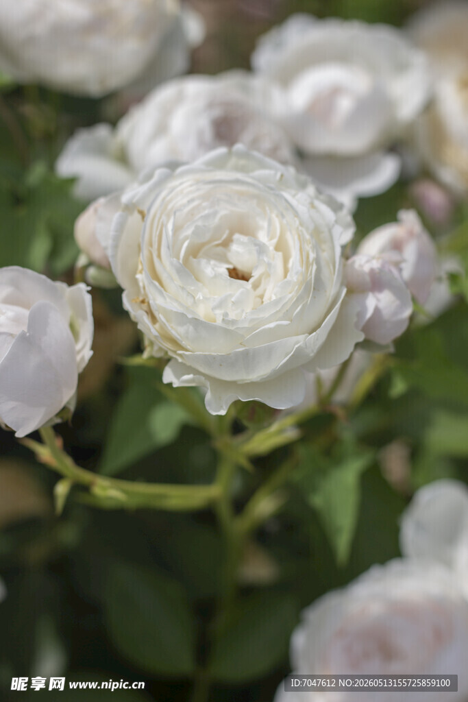 白色月季花