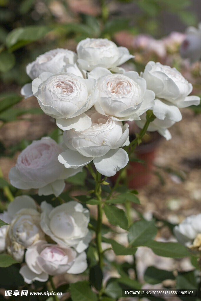 白色月季花绽放