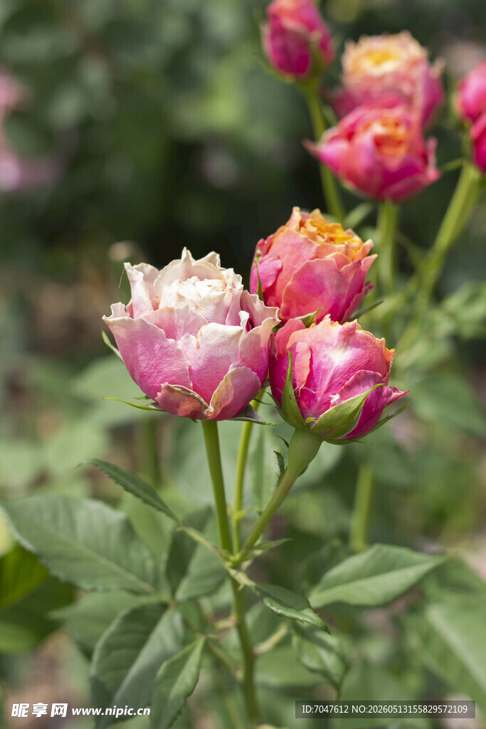 月季花