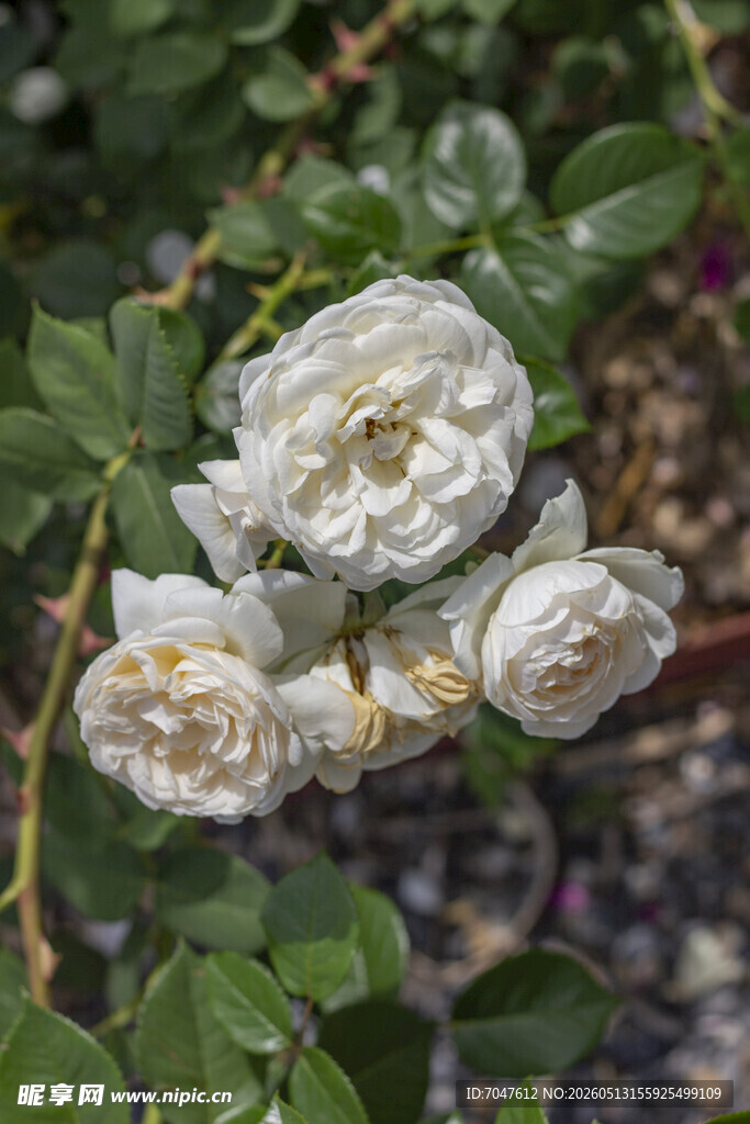 白色月季花特写