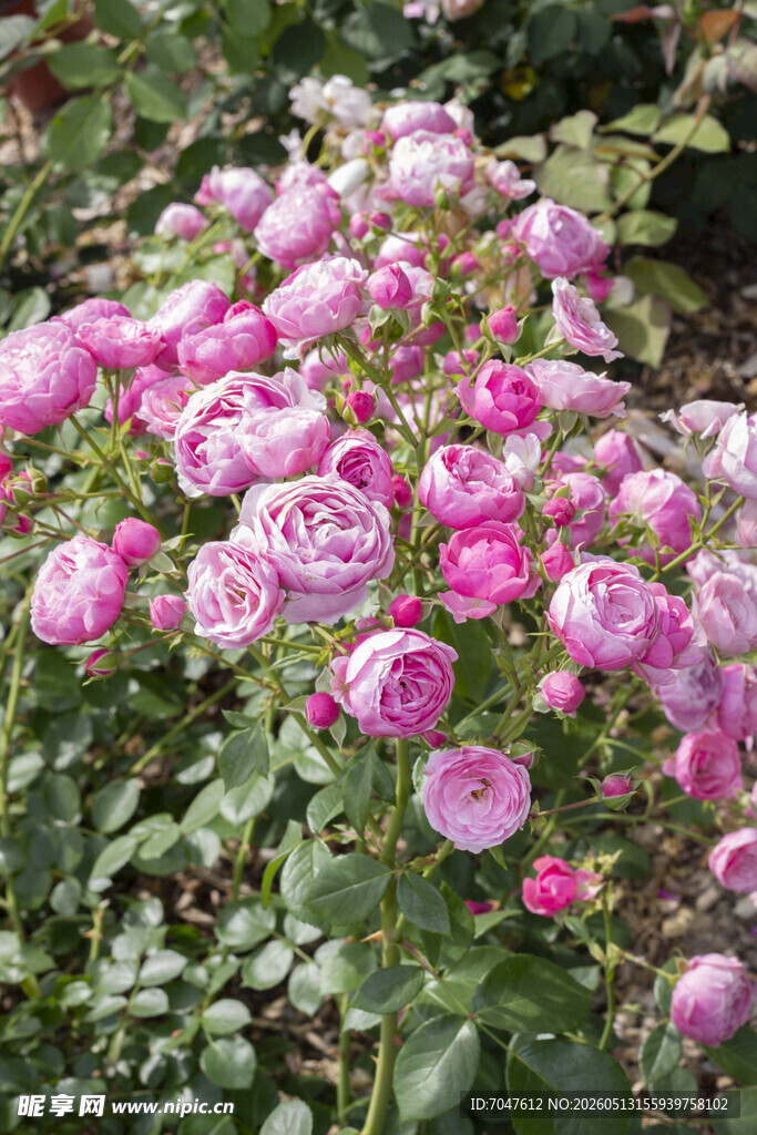粉色烂漫月季花丛