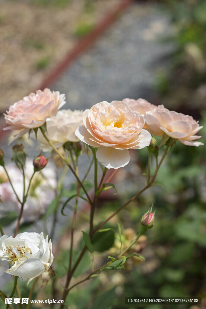 粉色月季花