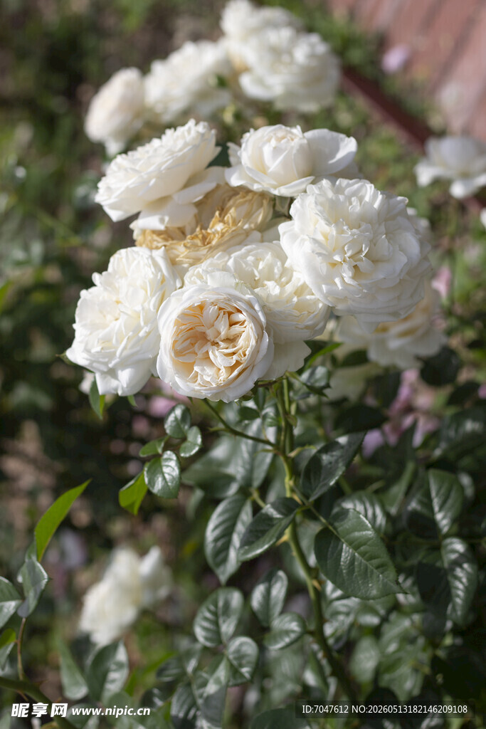 白色月季花