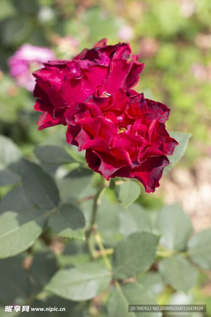 深红月季花
