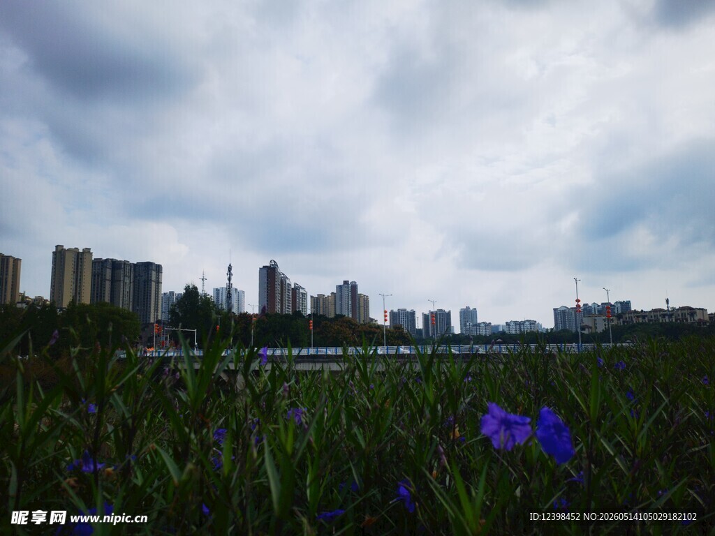 城市边的花草与天际线