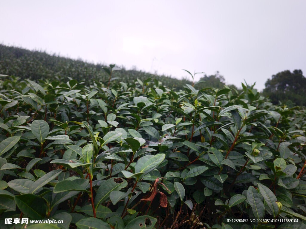 茶园绿意盎然的美丽景致