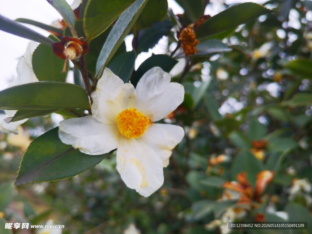 洁白山茶花